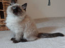 chaton sibérien