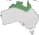 Karte zur Verbreitung des Weißscheitel-Lederkopfs in Australien