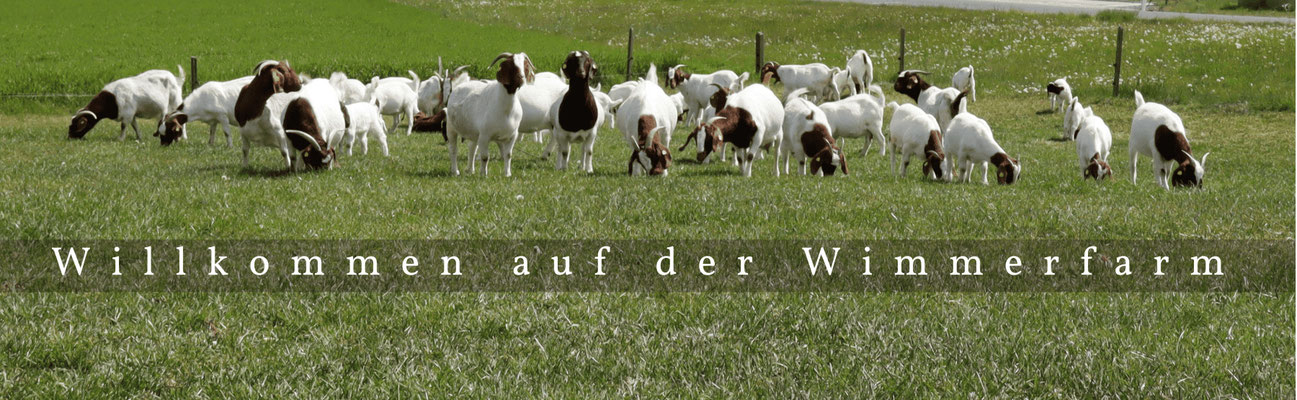zuechter-burenziegen-steiermark-eggersdorf-wimmerfarm-beratung-tiere-zuchtboecke-ausstellung-show