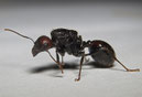 Messor barbarus