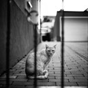 TIERISCHES