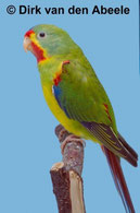 Lathamus discolor (Schwalbensittich) faded grün
