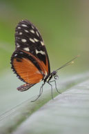 costa Rica img 2813