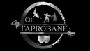Cie Taprobane, spectacle historique, spectacle de feu, déambulation, atelier historique, escrime de spectacle.