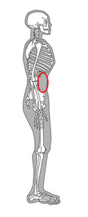 立ち仕事で腰が痛くなる原因と治し方