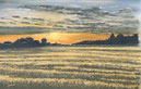 Art Schampi