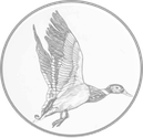 Die fliegende Ente