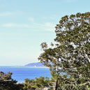 植物図鑑,庭木,樹木