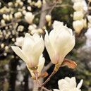 白い花が咲く木,木の名前と種類