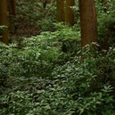 日陰に強い木,植物,樹木一覧