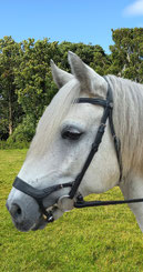TumTum de pony van Manege Gooi en Eemland met een bliksem bless!