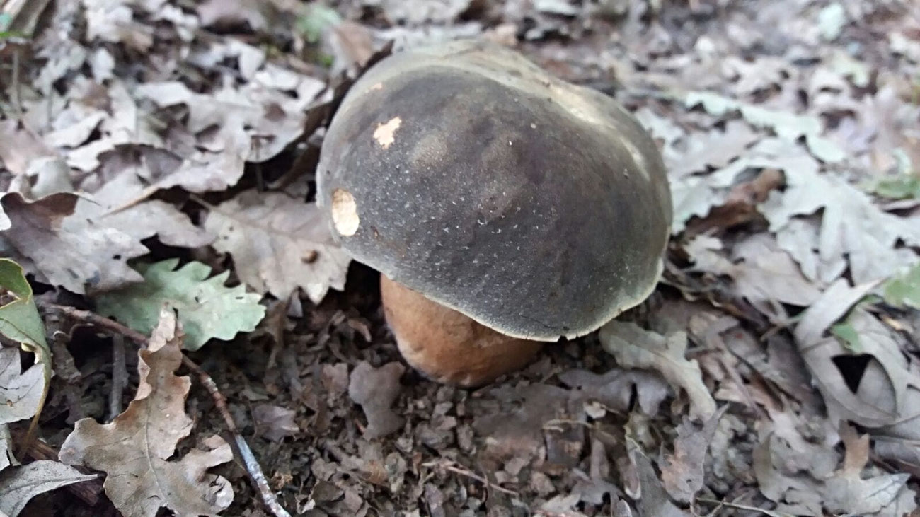 FUNGHI PORCINI ALTO TRONTO