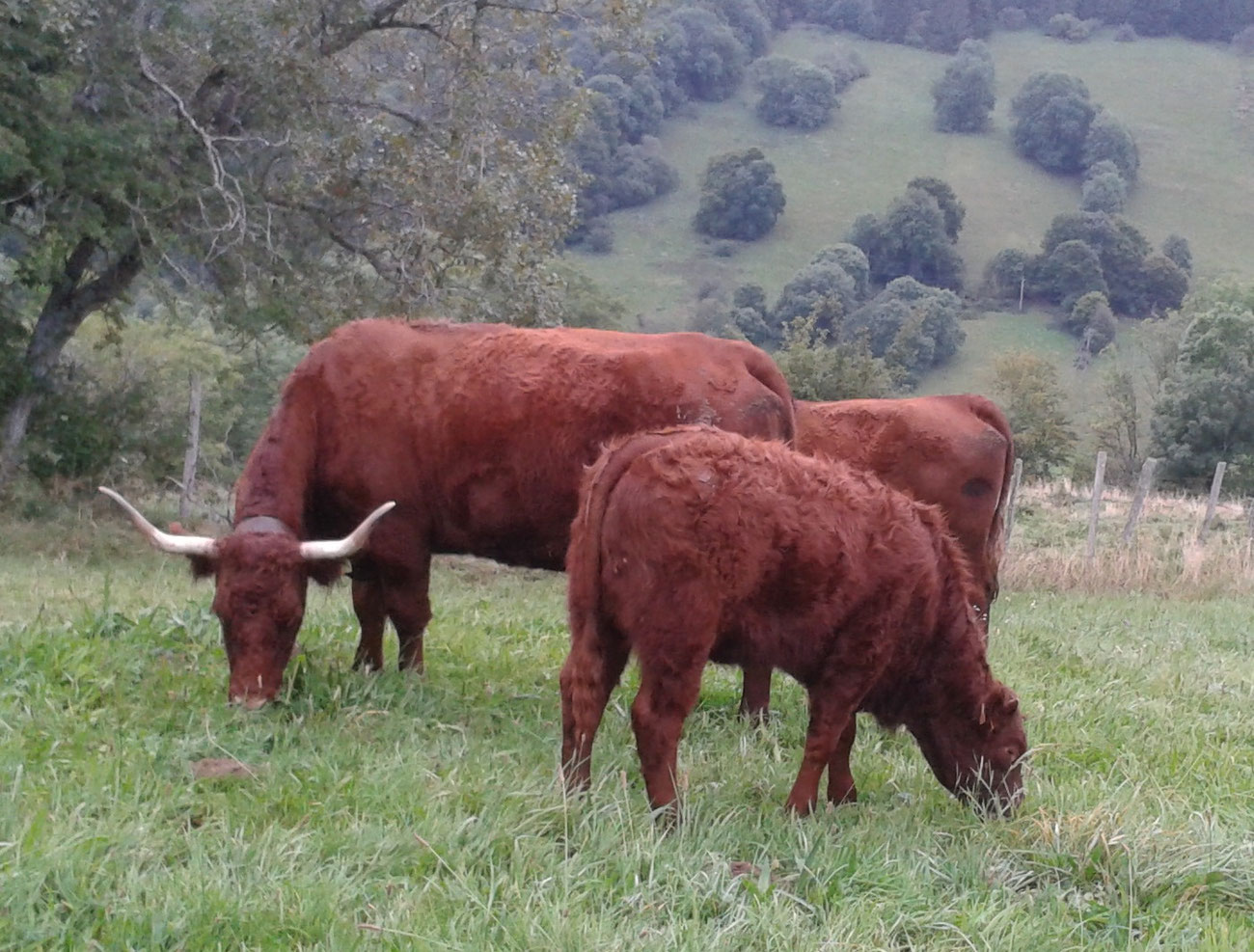 Animaux à vendre - Elevage de vaches salers, GAEC Fournier de la Renordie