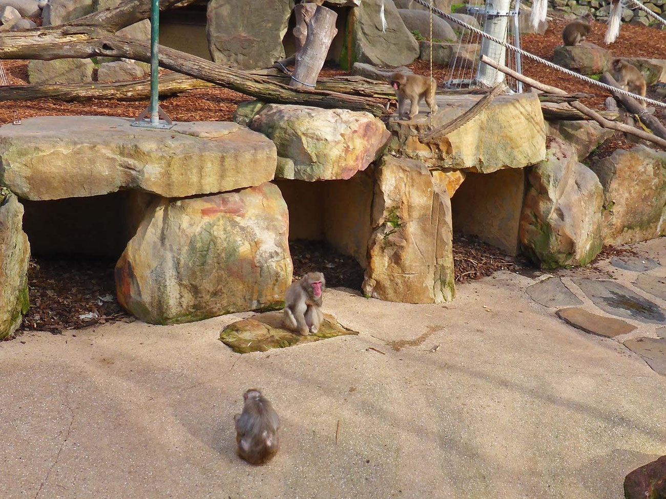 Macaques of Launceston The Journey and the Destination