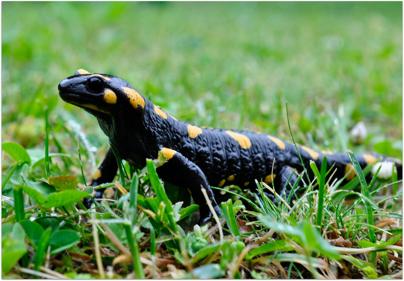 Salamandre tachetée Point Info Biodiversité du Lot et Garonne