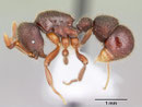Proceratium melinum