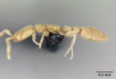 Leptanilla sp. Diferentes especies