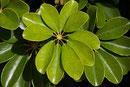 un schefflera plante d'appartement toxique pour le chien le chiot par coach canin 16 educateur canin en charente