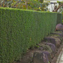 植物図鑑,垣根,樹木