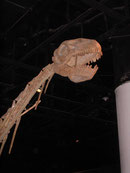 Bild eines Datousaurus Skeletts