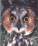 amerikanische Waldohreulenunterart