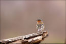 Pinson des arbres mâle ( Fringilla coelebs ) © JLS