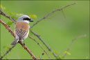 Pie grièche écorcheur mâle (Lanius collurio) © JLS