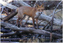 Renard roux (Vulpes vulpes) ©JlS