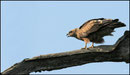 Milan noir (Milvus migrans) ©JlS