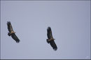 Vautour fauve (Gyps fulvus) ©JlS