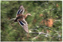 Canard colvert (Anas platyrhynchos) ©JlS