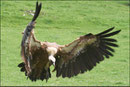 Vautour fauve (Gyps fulvus) ©JlS
