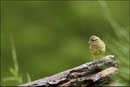  Bruant zizi femelle (Emberiza cirlus) © JLS