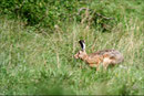 Lièvre brun (Lepus europaeus) © JLS