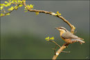 Sittelle torchepot ( Sitta europaea )  © JLS