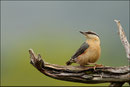 Sittelle torchepot ( Sitta europaea )  © JLS