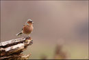 Pinson des arbres mâle ( Fringilla coelebs ) © JLS