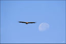 Vautour fauve (Gyps fulvus) ©JlS