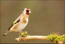 Chardonneret élégant (Carduelis carduelis) © JLS
