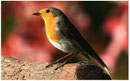 Rougegorge (Erithacus rubecula) ©JlS