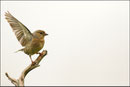 Pinson des arbres femelle ( Fringilla coelebs ) © JLS