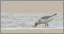 Plage du Grand Crohot, presqu'île du Cap-Ferret (33) ©JlS