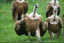 Vautour fauve (Gyps fulvus) ©JlS