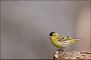 Tarin des Aulnes (Carduelis spinus) © JLS