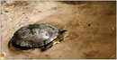 Cistude d'Europe (Emys orbicularis) ©JlS