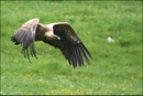 Vautour fauve (Gyps fulvus) ©JlS