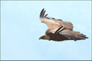 Vautour fauve (Gyps fulvus) ©JlS