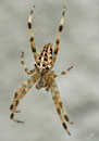 Epeire diadème (Araneus diadematus) - Pyrénées atlantiques - 64 ©JlS