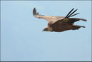 Vautour fauve (Gyps fulvus) ©JlS