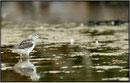Chevalier aboyeur (Tringa nebularia) ©JlS